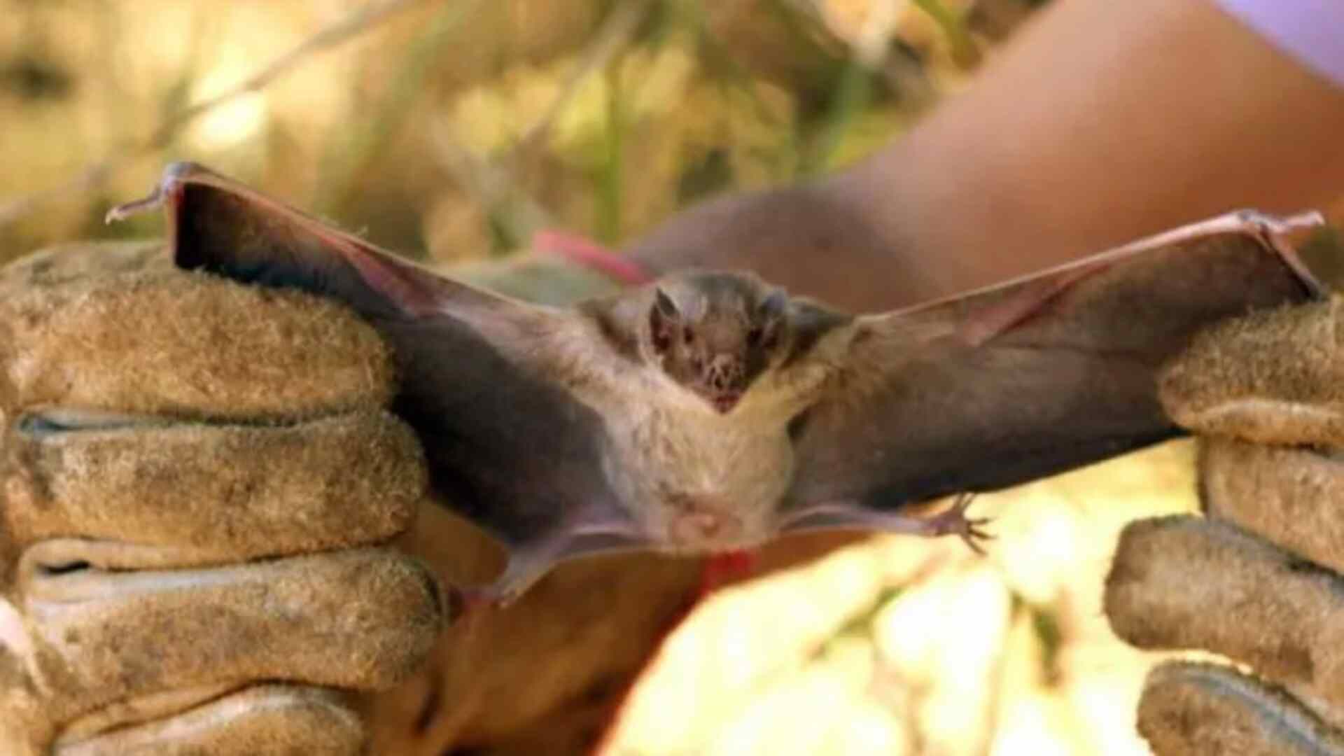 CONSIDERADA INCURÁVEL EM HUMANOS, RAIVA É DETECTADA EM MORCEGOS DE CAMPO GRANDE