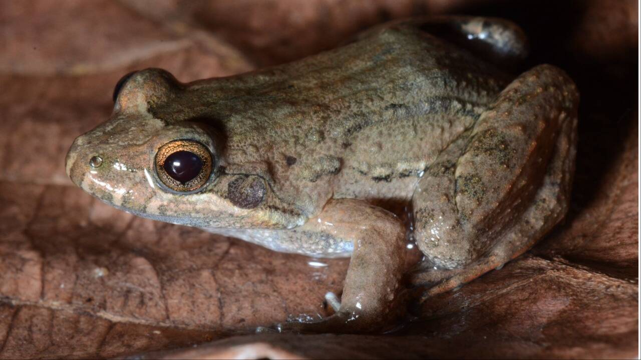 MUDANÇAS CLIMÁTICAS PODEM CAUSAR EXTINÇÃO DE ANFÍBIOS NO PANTANAL