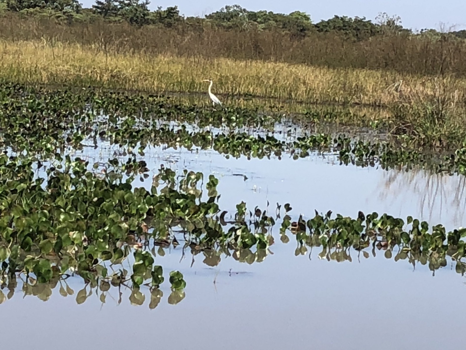 Reservas de proteção natural e incêndios florestais são temas de live