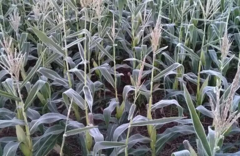 FRIO INTENSO ATINGE MS COM MÍNIMA DE -0,9°C E GEADAS FORTES EM VÁRIAS REGIÕES