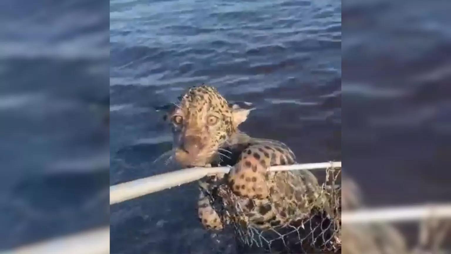 VÍDEO: Filhote de onça é salvo no Pantanal e derrete a internet!